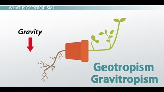 Phototropism  Geotropism amp plant defense mechanism DETAILED grade 12 life sciences ThunderEDUC [upl. by Aicilas]