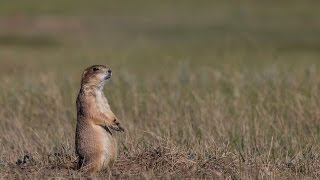 Ecosystem Essential The Prairie Dog Town [upl. by Nhtanhoj494]