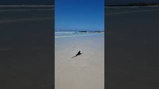 The Marine Iguana walks along the water in Galapagos Island [upl. by Ahiel]