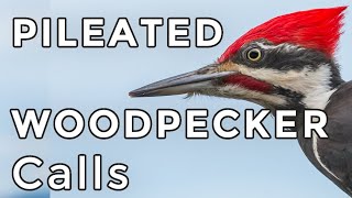 Pileated Woodpecker Calls Learn 4 common sounds including their drumming [upl. by Sirtimed887]