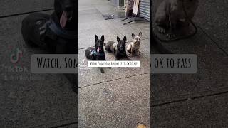 3 Non reactive dogs Vs 1 Reactive dog gsd frenchie pitbull explore fyp viral outside work [upl. by Harberd781]