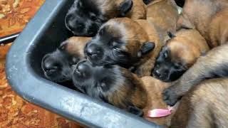 Puppies crying The sound that all dogs love Belgian Malinois [upl. by Malamud]