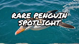 All About YellowEyed Penguins New Zealand’s Endangered Divers [upl. by Renata93]