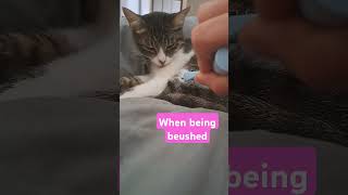 Brushing a cat How it should feel catlover kittycat [upl. by Florin]