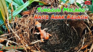 Anak Burung Kedasih Mati Kering Karena Telat Menetas  Baby Cuckoo Bird Died Due To Late Hatching [upl. by Gaulin]