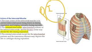 Anatomy Thorax 242 External InterCostal Musle Nerve Supply Action Bucket Handle Movement Inspiration [upl. by Llebasi]