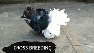 Black Fantail and White Fantail cross breeding  New Black Fantail Pigeon  Lakka [upl. by Brande682]