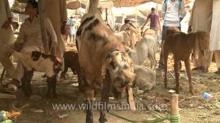 Goat Market for Bakri Eid near Jama Masjid Old Delhi [upl. by Tidwell]