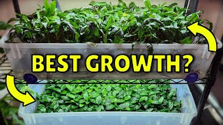 Best way to grow Anubias and Cryptocoryne  Experiment [upl. by Eenahs]