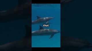 Pelorus jack the guide dolphinshorts viralvideo amazing [upl. by Ettenej716]