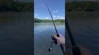 The sound every angler wants to hear 🔊🐋 daiwa daiwacarp carp carpfishing karpfen karpfenangeln [upl. by Etnahsal331]