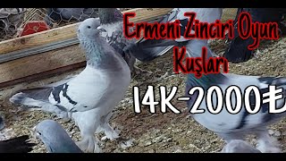 Ermeni Zinciri Oyun Kuşları [upl. by Knowling]