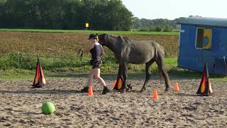 September 2024  Iris Weijenberg amp Apollo  On Line Horse Agility OLHA First [upl. by Ruenhcs]