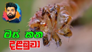 දැක්කත් බය හිතෙන මස් කන විලෝපික දළඹුවෝ  Science  carnivores caterpillar  Suranga Karunanayaka [upl. by Eenahc231]