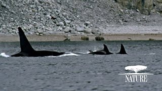 Killer Whales Attack Pod of Narwhal  Nature on PBS [upl. by Mudenihc]