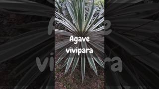 Agave vivipara 🪴 viral foryou shortvideo shorts parati fyp nature fypシ゚viral [upl. by Setarcos756]