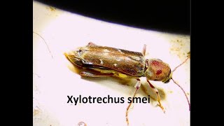 Xylotrechus smei by Theo [upl. by Selinski492]