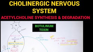 Autonomic Pharmacology  2  Acetylcholine Synthesis amp Degradation  EOMS [upl. by Jake]