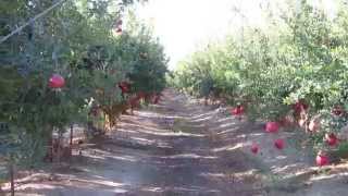 Pomegranate orchard in Israel מטע של רימונים מלאי פרי [upl. by Phaedra722]