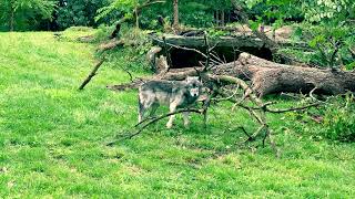 Meet the Majestic Grey Wolf at the Detroit Zoo An UpClose Encounter [upl. by Avictor359]