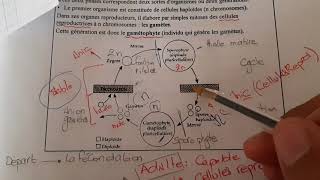 Cycles de dev des thallophytes partie3 [upl. by Atsugua812]