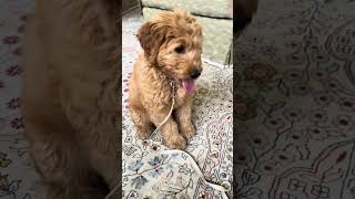 Schnitzel Goldendoodle brilliantly learning all his basic commands at the same time puppy shorts [upl. by Hemminger766]