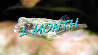 MTOTO  FAHAKA PUFFER  UPDATE  20082018 [upl. by Maure]