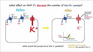 Electrophysiology Part 2  Affecting the Resting Membrane Potential [upl. by Cassandre818]