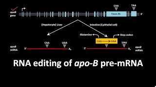 RNA editing of apoB pre mRNA [upl. by Naejarual]