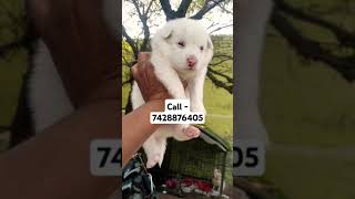 Spitz Pomeranian puppies for sale in Delhi ncr pop song lyrics love puppy puppycare puppyshop [upl. by Cheke]