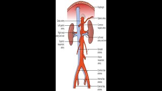 Practical Case How to do Doppler for abdominal aorta and its branches  DR  AMR SALAH [upl. by Ellek763]