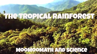 The Tropical Rainforest Biome Facts [upl. by Ashla]