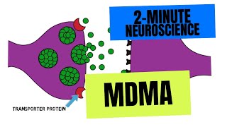 2Minute Neuroscience MDMA [upl. by Biancha]