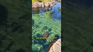 turtle swim pool pond aquarium caymanislands caribbean animals fish diving facts funny [upl. by Kcirdaed704]