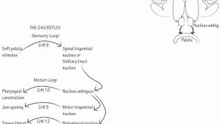 The Gag Reflex Draw it to Know it Neuroanatomy [upl. by Tonia]