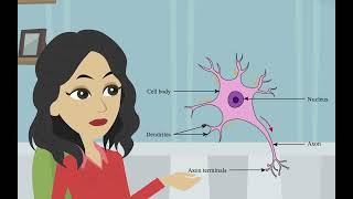 La structure et la fonction des neurones Psychologie de base  les divisions du système nerveux [upl. by Mickelson82]