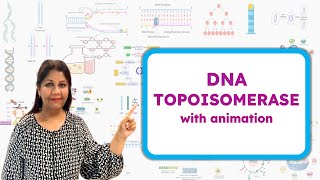 Type 1 and Type 2 DNA Topoisomerase  How Topoisomerase works  Molecular Biology🧬 [upl. by Falcone]