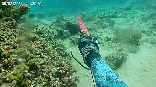 Red belly around the corner Spearfishing in Barbados [upl. by Eenahpets807]