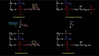 Glycerophospholipid Synthesis Part 3 of 4  Prokaryotes [upl. by Wood773]