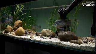 update plant geophagus sveni tank [upl. by Dominy]