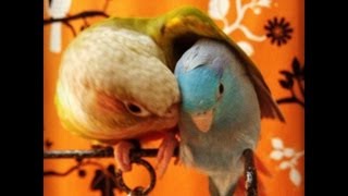 The Story of A Parrotlet amp Conure Friendship [upl. by Nylidam338]