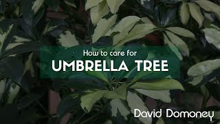 How to care for Schefflera arboricola Umbrella tree [upl. by Azriel]