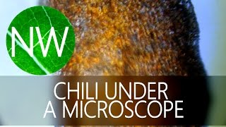 CHILI UNDER A MICROSCOPE  NANOWORLD [upl. by Takashi]