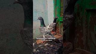 Saharanpuri kabootar  pigeonvideo pigeonstatus youtubeshorts [upl. by Ettennaj]