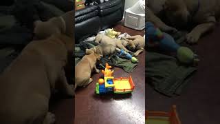 Bullmastiff puppies playing bullmastiffpuppy bullmastiff [upl. by Floyd]