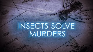 True Crimes Bugs catch killer  The Science of Crime  Full Documentary [upl. by Larrabee]