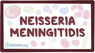 Neisseria meningitidis  an Osmosis Preview [upl. by Airlia]