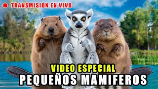 Pequeños Mamíferos COLECCIÓN de videos de Animales vidasalvaje wildlife animals pets animales [upl. by Adelbert]