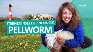 NordseeInsel Pellworm – Urlaub in SchleswigHolstein  ARD Reisen [upl. by Pietrek8]