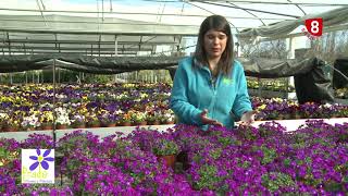 La Aubrieta características y cuidados  Tu Jardín a Punto [upl. by Darees]